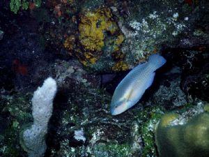 A colorful parrot fish in Utila, Honduras. It was taken o... by Thomas-Louis Côté 